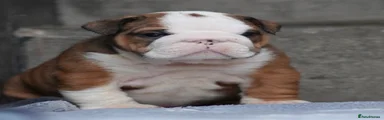 English Bulldog 1/ Sheila 