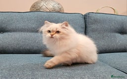 Scottish Fold cats for sale: Excellent Scottish straight kittens  - Advert 36