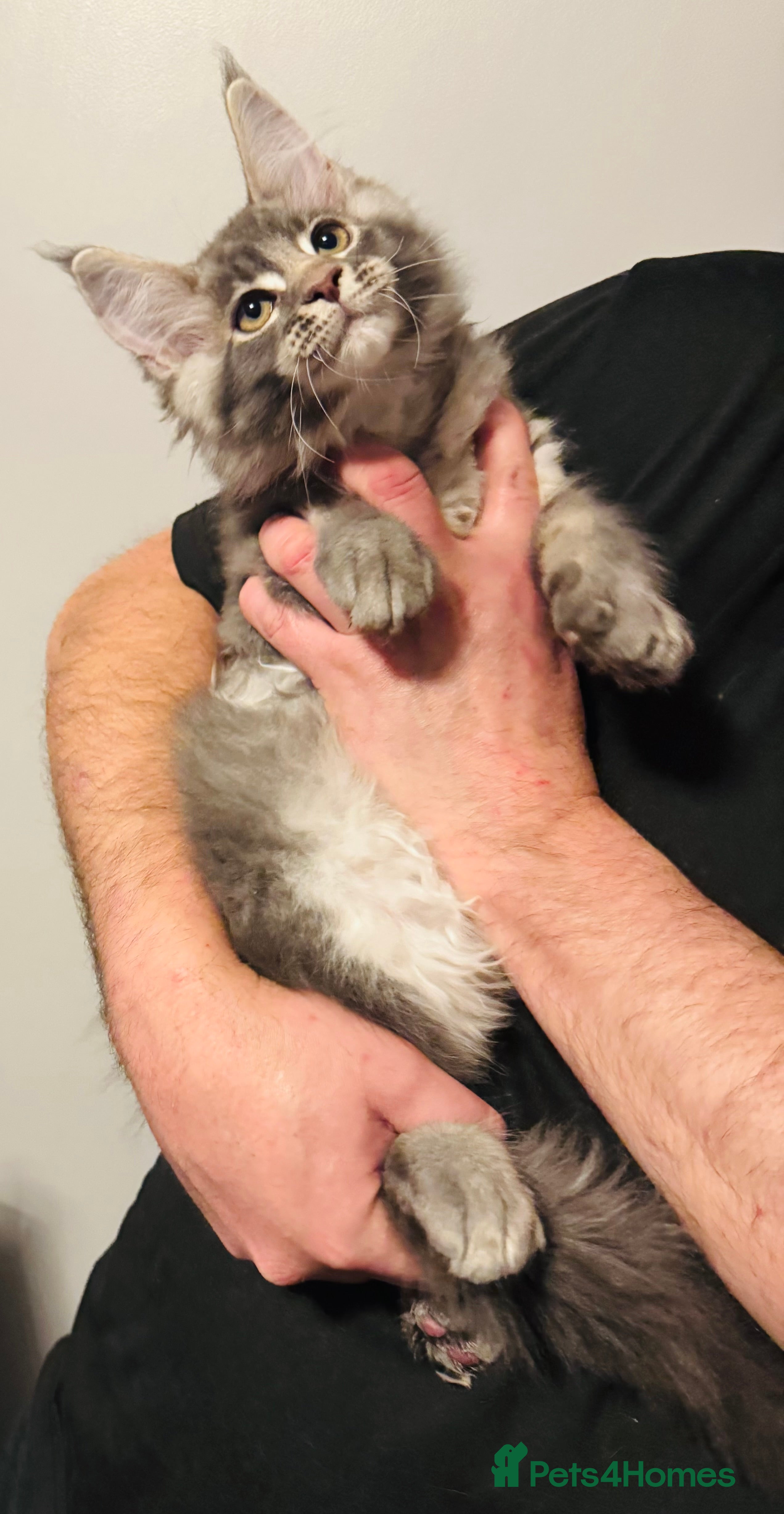 Maine Coon cats Ready to go TICA Maine Coon kittens active availab - Advert 1