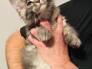 Maine Coon cats Ready to go TICA Maine Coon kittens active availab - Advert 1