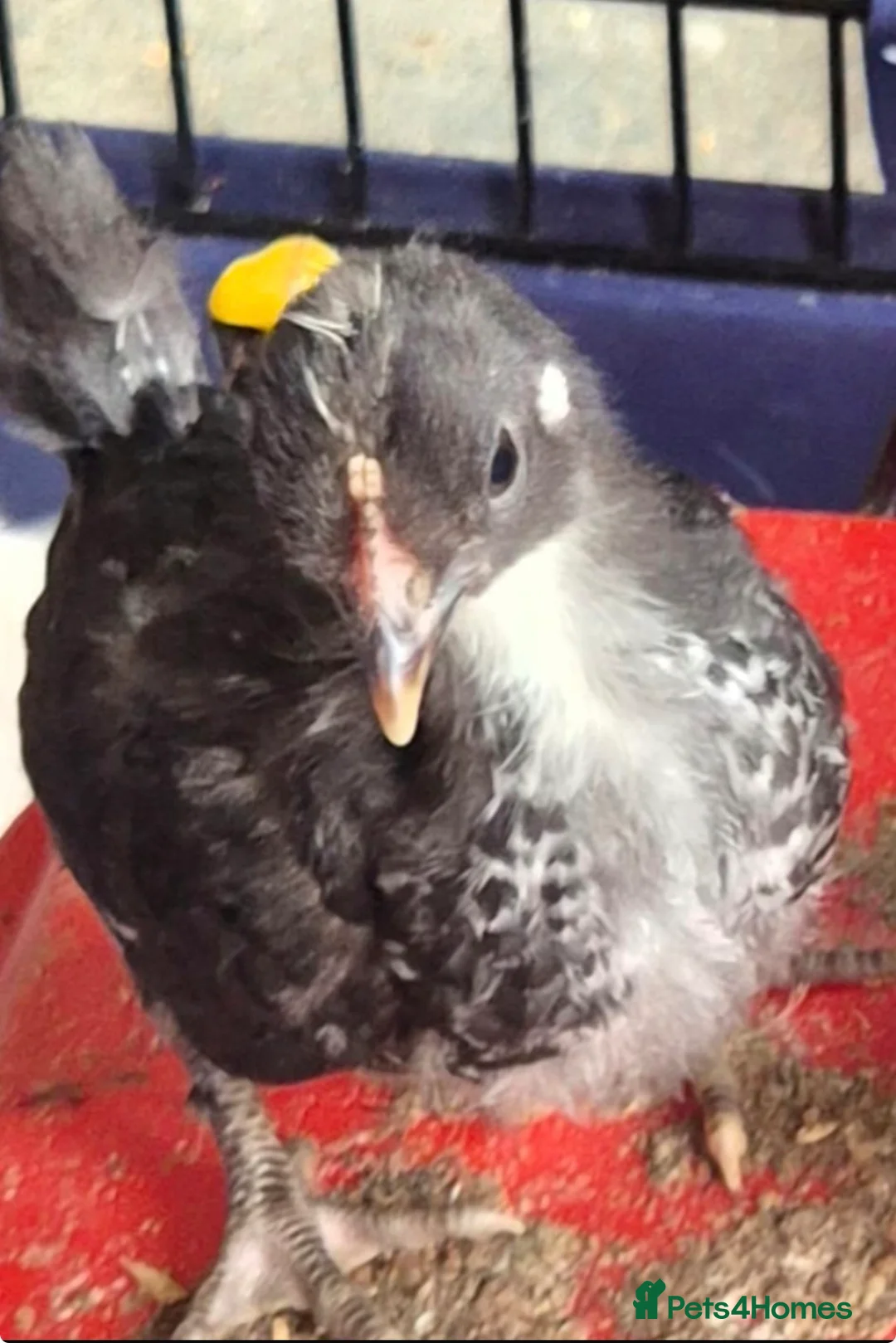 Chickens poultry for sale: Pekin & Pekin X - Advert 1