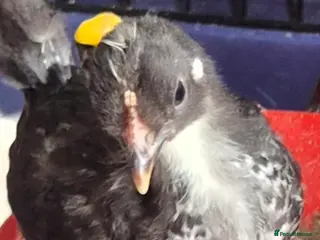 Chickens poultry Pekin & Pekin X - Advert 1