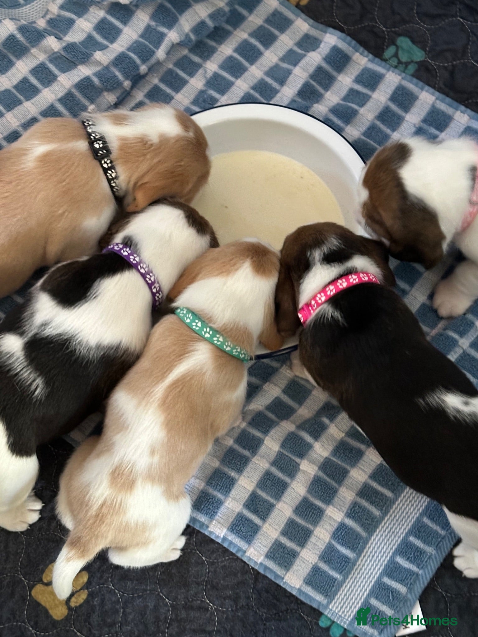 Beagle dogs Beautiful KC registered 5th gen pedigree puppies - Advert 2