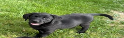 Labrador Retriever dogs for sale: Beautiful Labrador puppies - Advert 3