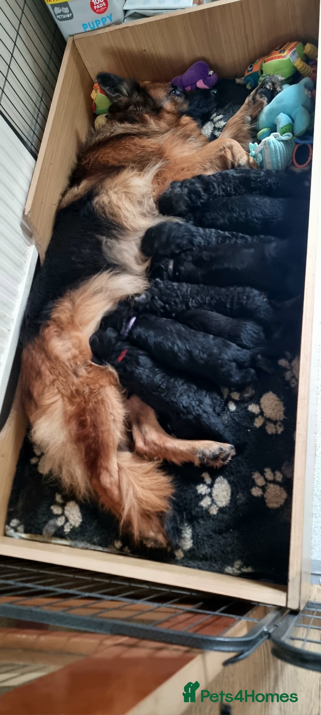 German Shepherd dogs for sale: German Shepherd puppies RKC registered  - Advert 4