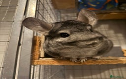 Chinchilla rodents for sale: 3 Chinchillas (family) - Image 25