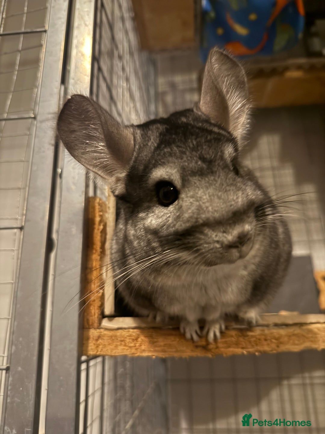 Chinchilla rodents for sale: 3 Chinchillas (family) - Image 25