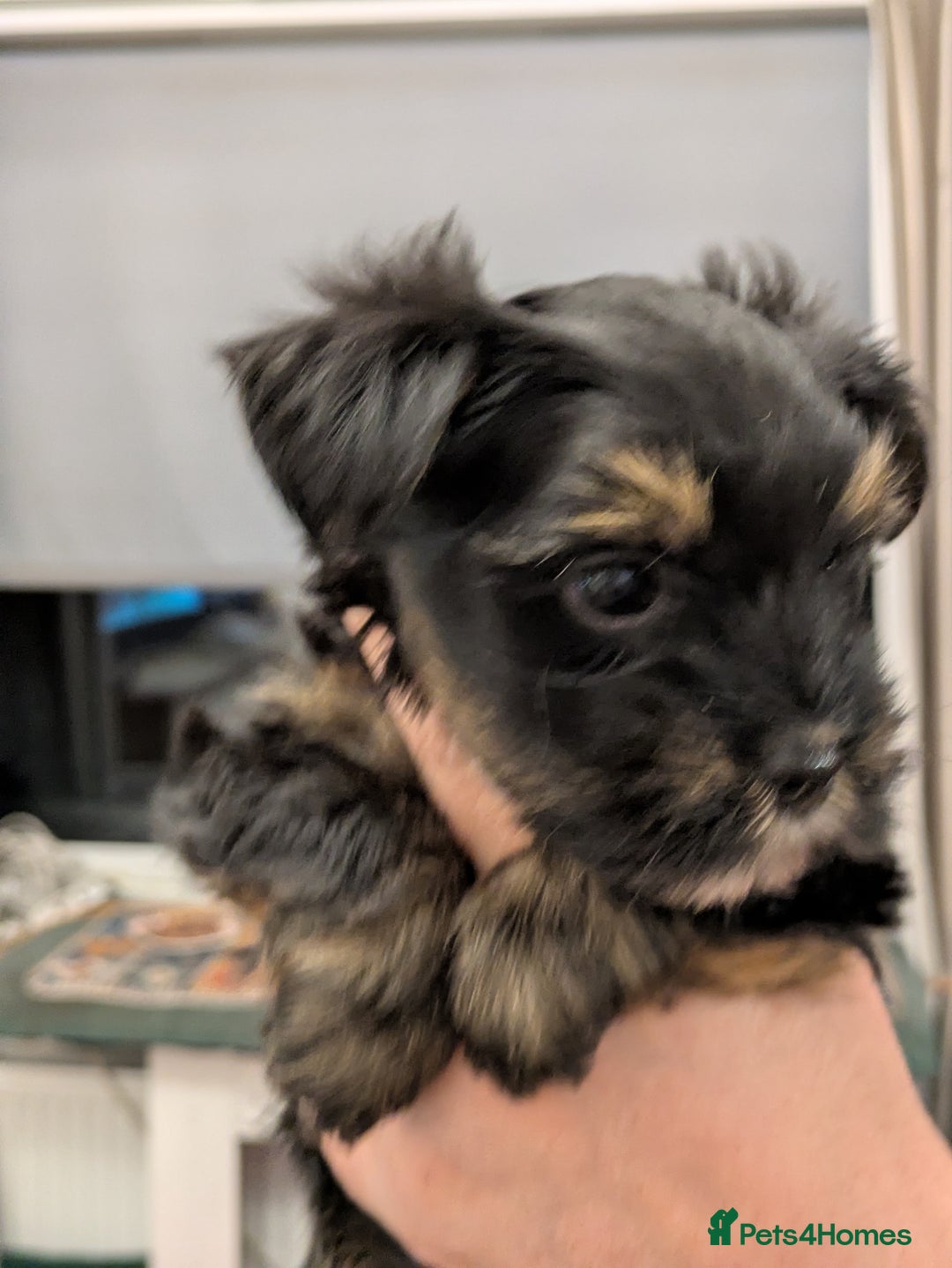 Yorkshire Terrier dogs for sale: York terrier pupyy  - Advert 16