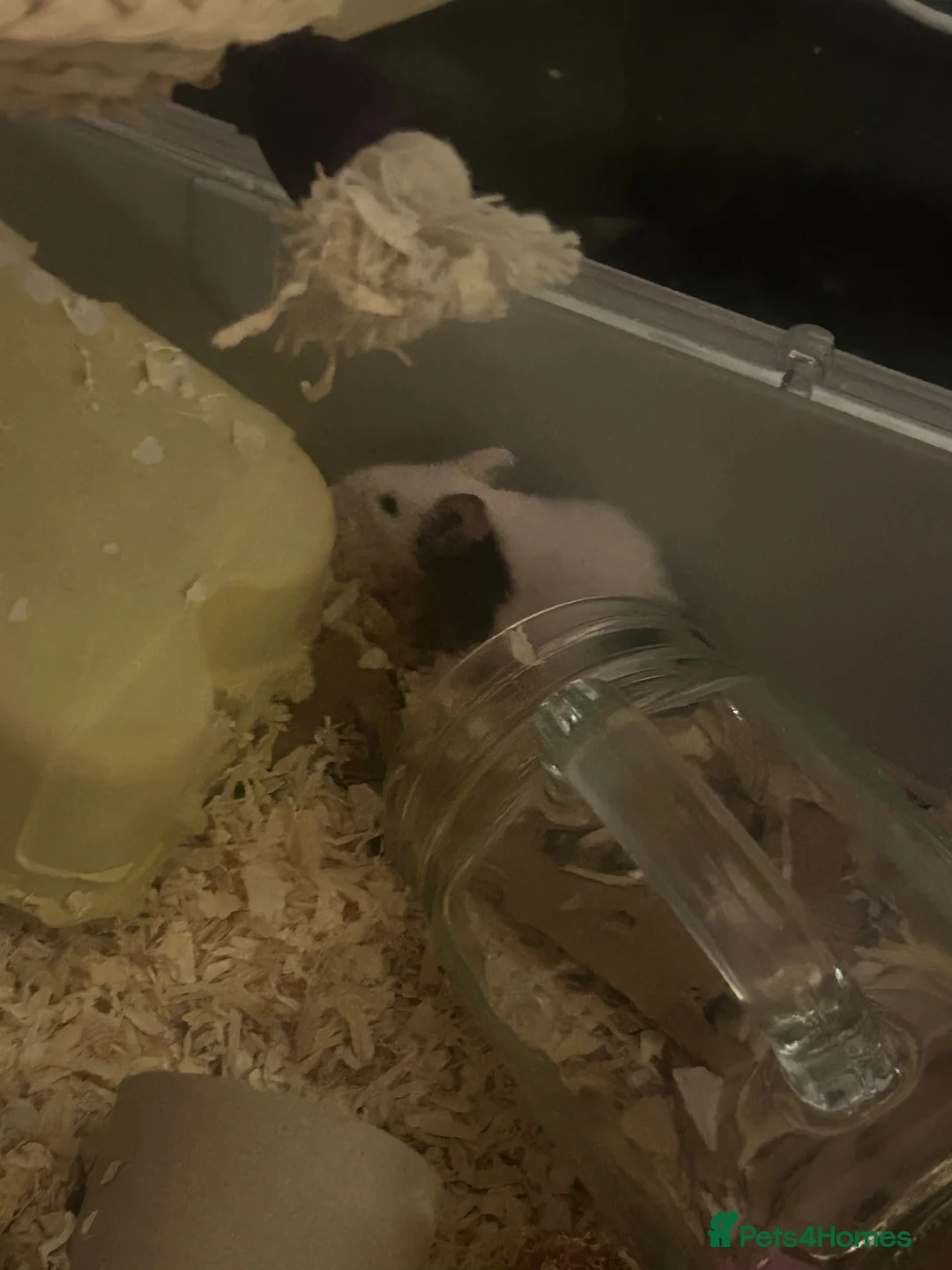 Mouse rodents for sale: (URGENT) FANCY MICE MALES!! (ONLY 2 LEFT!!!)  - Advert 2