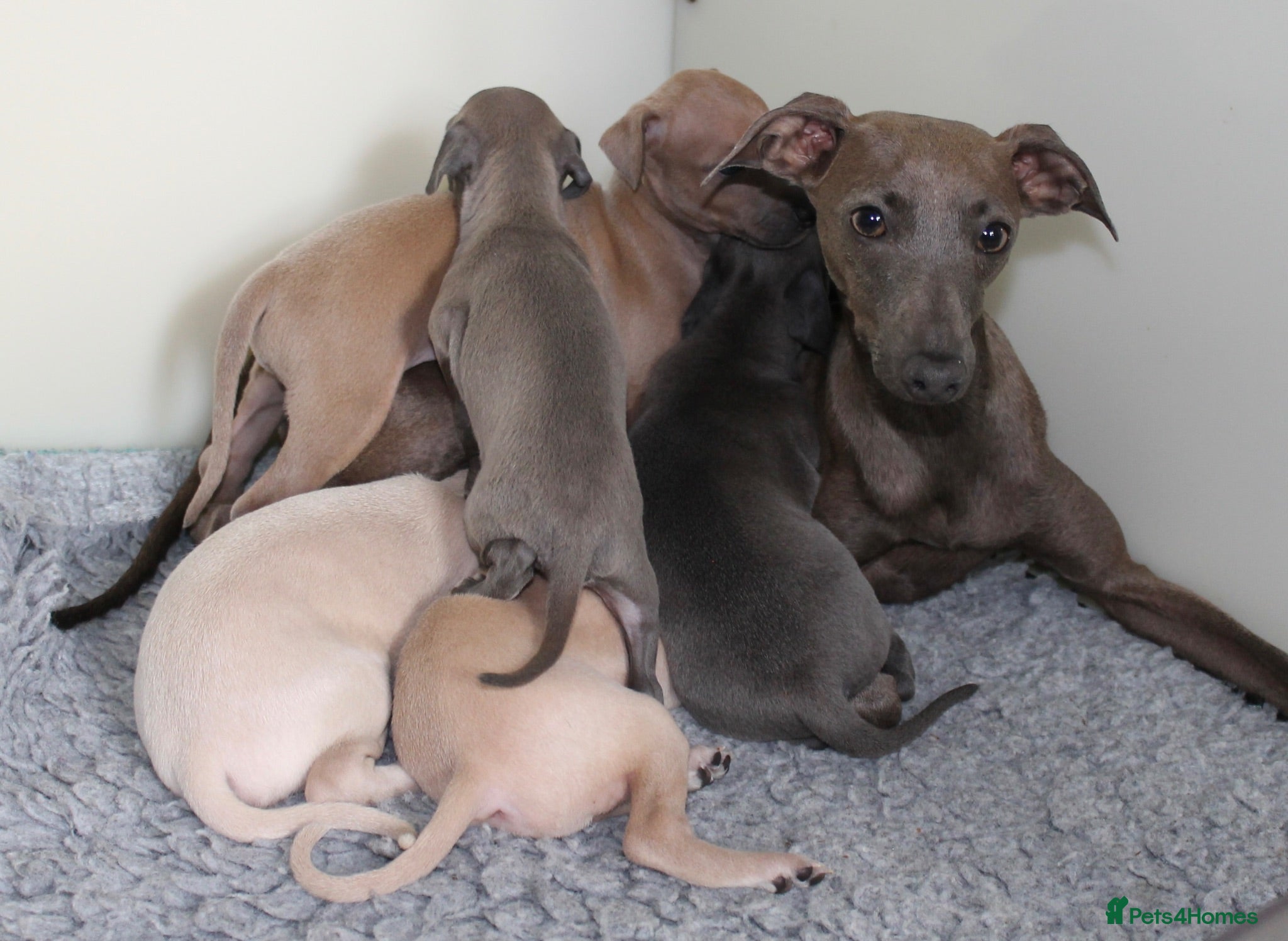 Italian Greyhound dogs KC Reg Italian Greyhounds - Advert 17