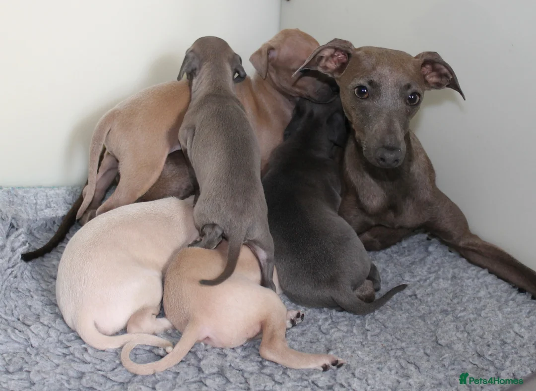 Italian Greyhound dogs for sale: KC Reg Italian Greyhounds - Advert 1