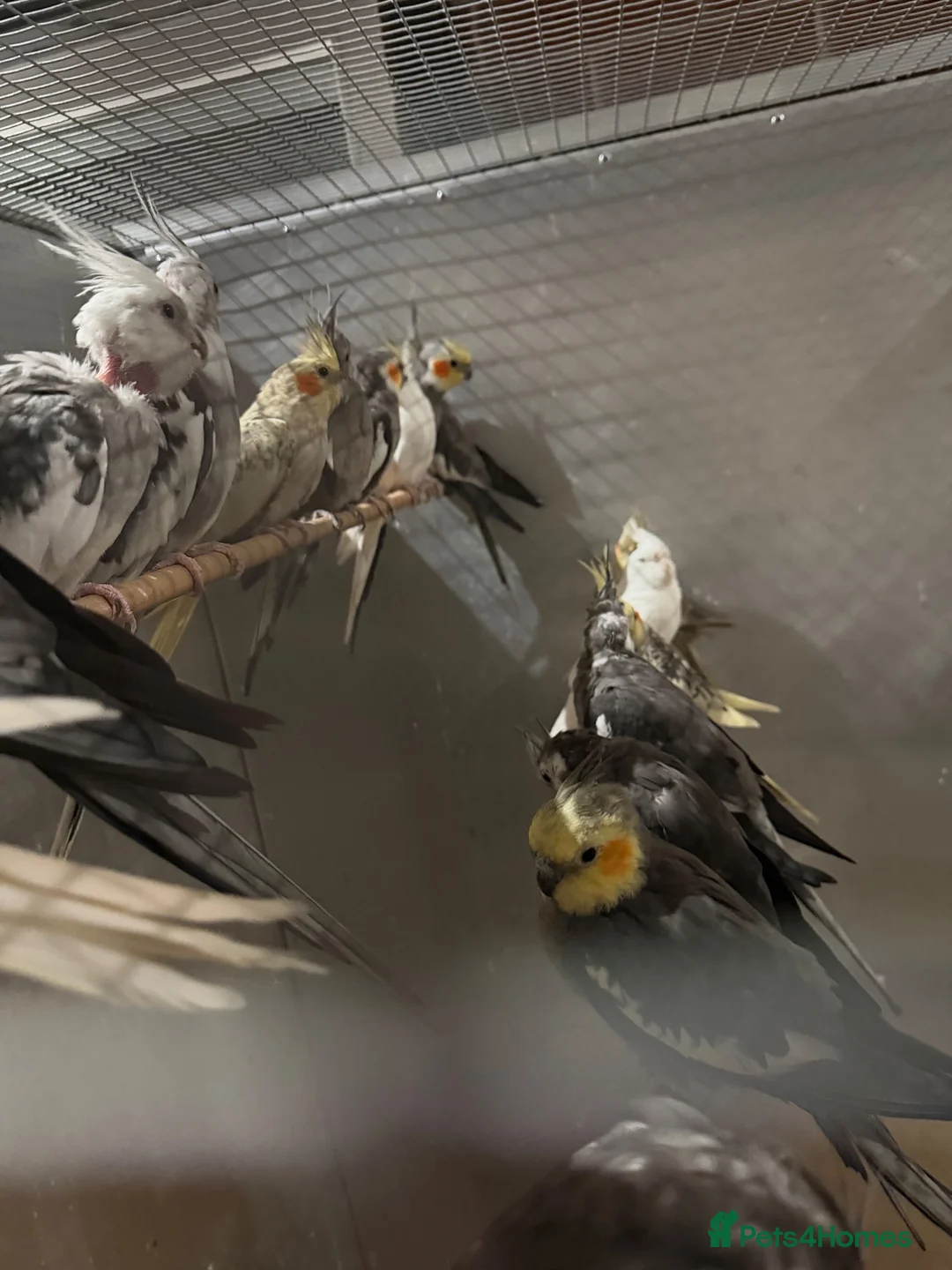 Cockatiels birds for sale: Cockatiels  - Advert 6