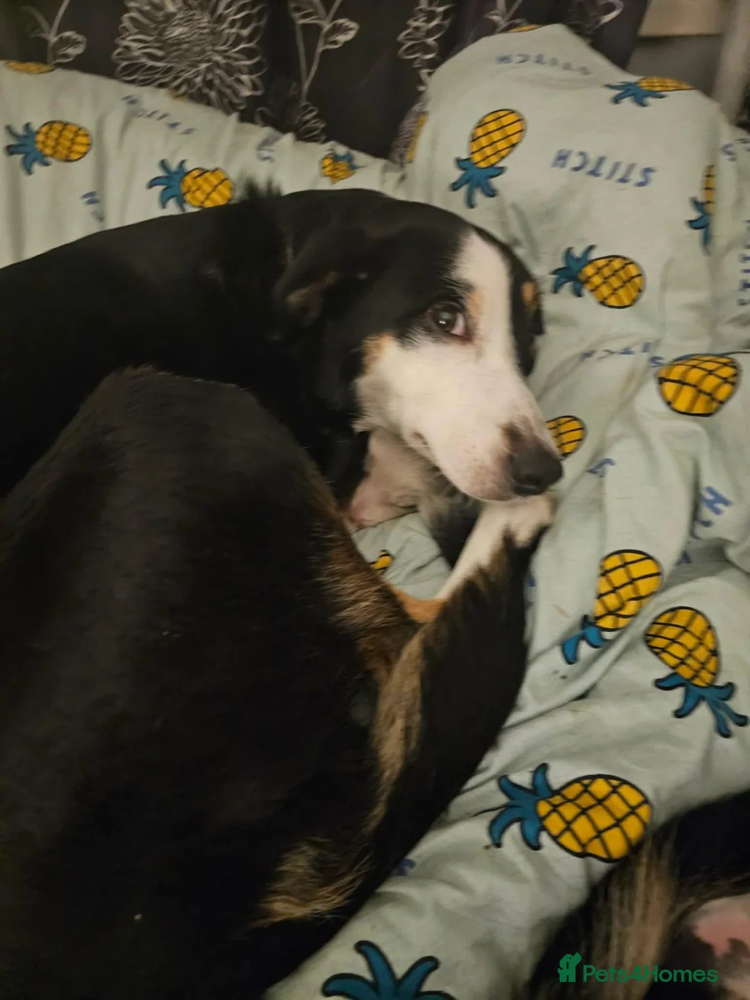 Border Collie dogs for sale: 2 female border collie pups - Advert 1