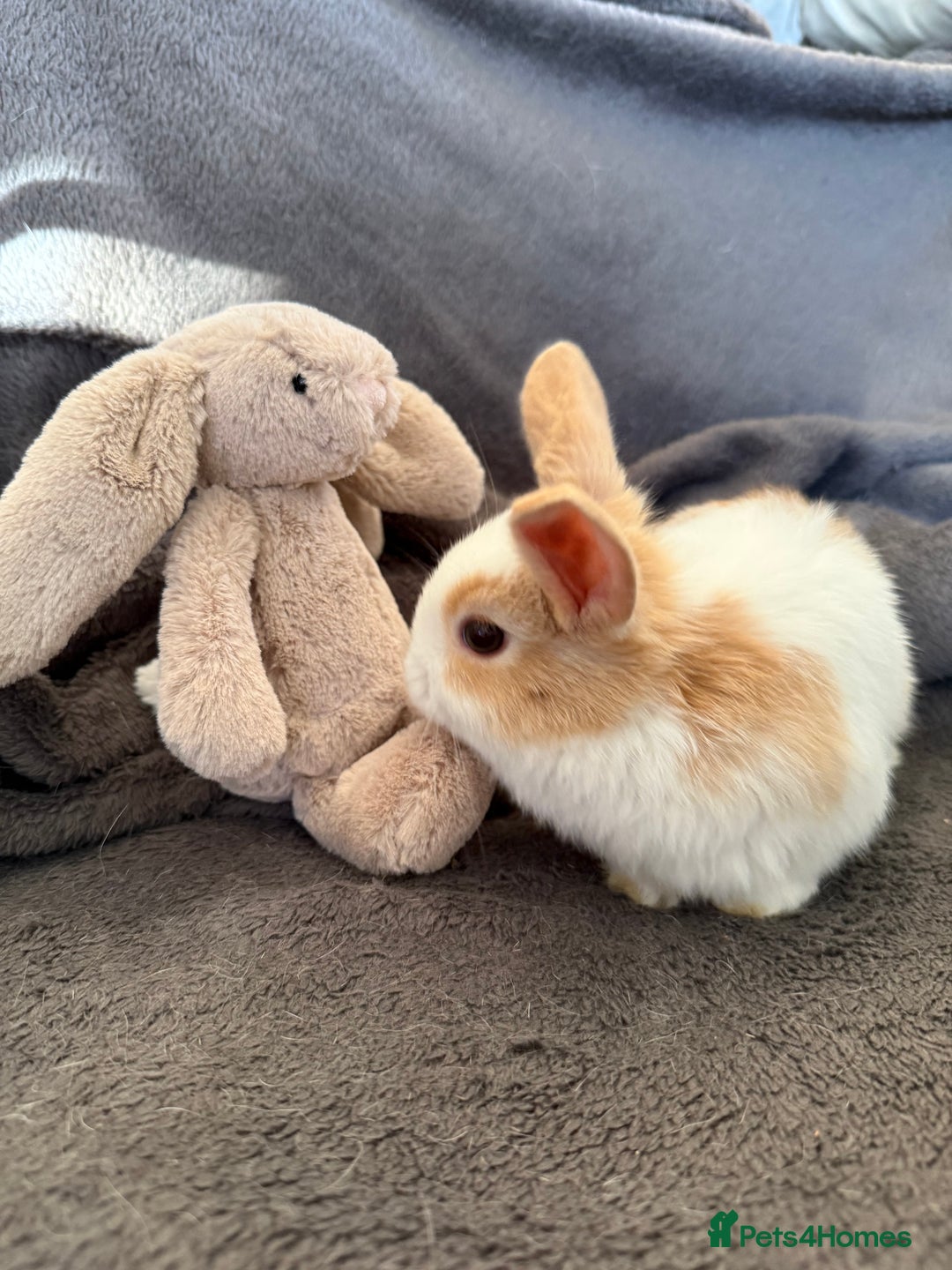 Mixed Breed rabbits for sale: Beautiful friendly baby bunnies ready in 4 weeks  - Advert 19