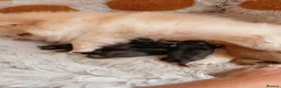 Pomeranian dogs for sale: Pomeranian puppies  - Advert 1