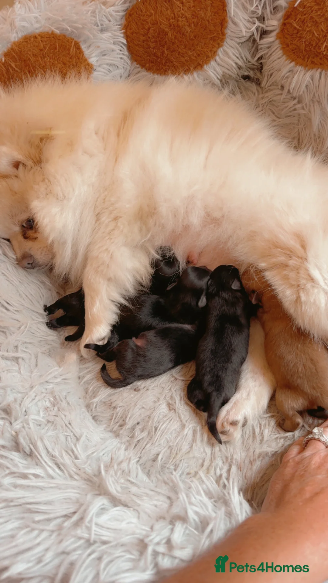 Pomeranian dogs for sale: Pomeranian puppies  - Advert 1