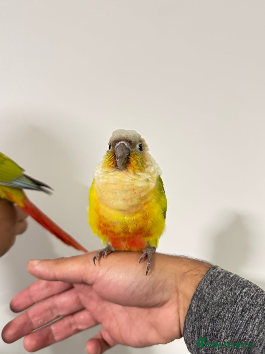 Budgerigars birds for sale: Two Baby handreared super tame conures  EACH - Image 6