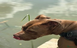 Mixed Breed dogs for sale: Harley  - Image 3