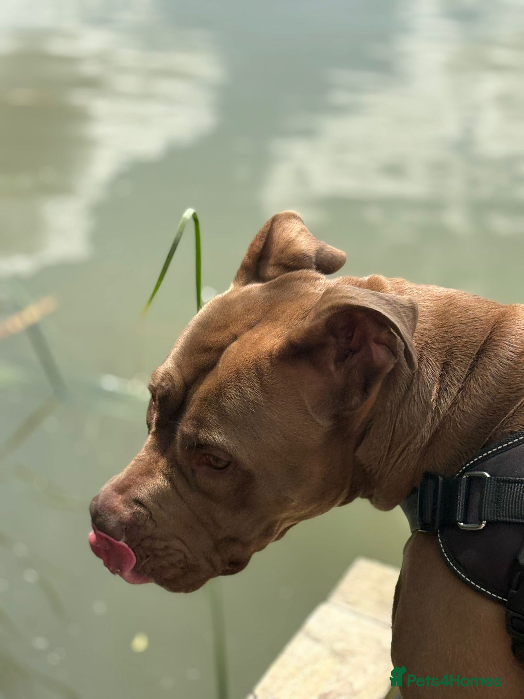 Mixed Breed dogs for sale: Harley  - Image 3