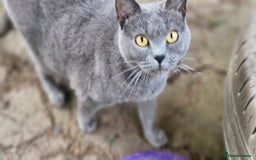 Chartreux cats for sale: Chartreux adult mum and daughter  - Image 6