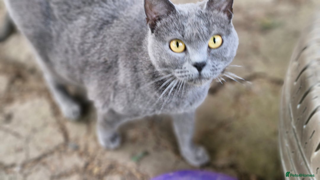 Chartreux cats for sale: Chartreux adult mum and daughter  - Image 6