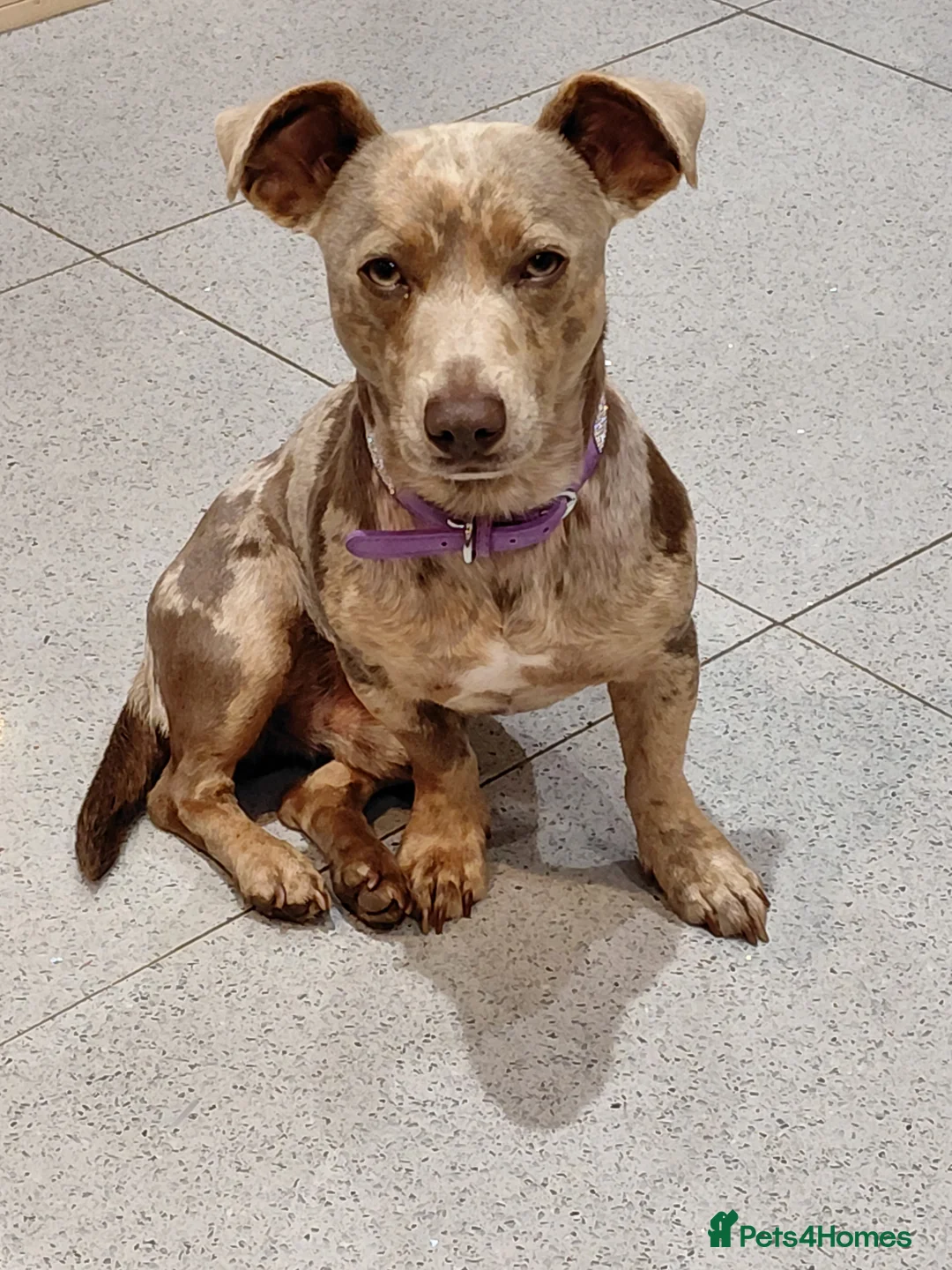 Jack Russell dogs for stud: Ghost - Advert 4