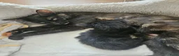 Mixed Breed cats for sale: Beautiful Black Male Kitten - Advert 2