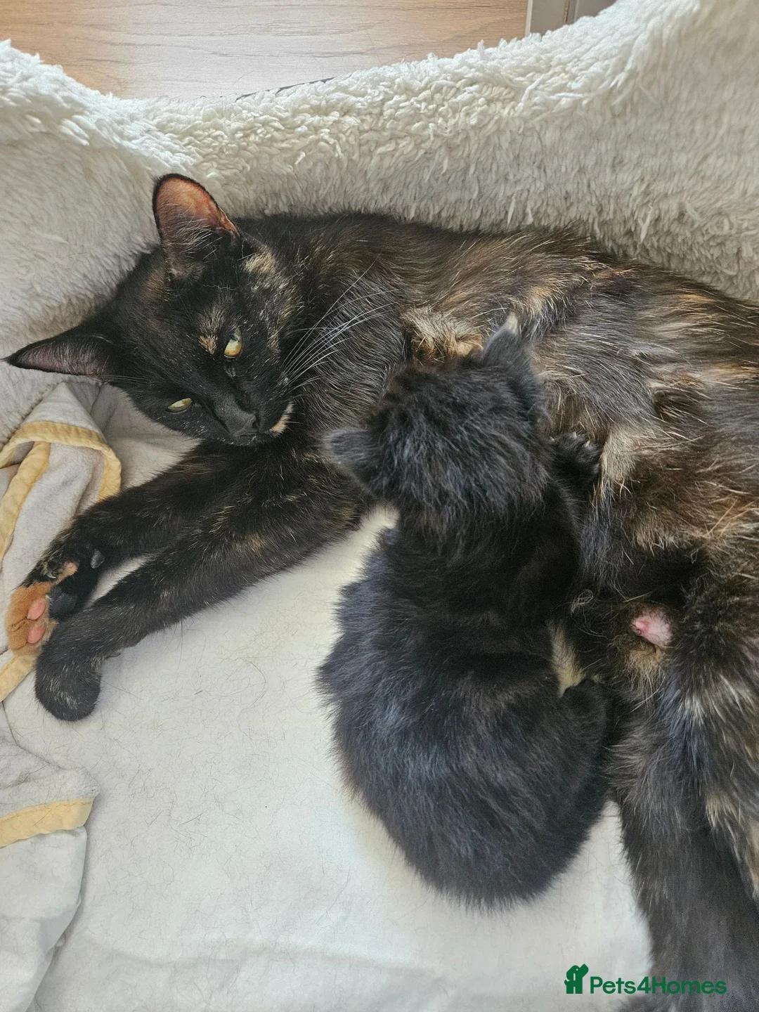 Mixed Breed cats for sale: Beautiful Black Male Kitten - Advert 2