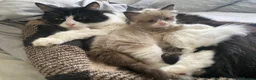 Ragdoll cats for sale: 1 beautiful male ragdoll kitten(ready now!) - Advert 9