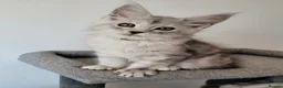 Maine Coon cats for sale: Tica registered maine coon kittens  - Advert 27