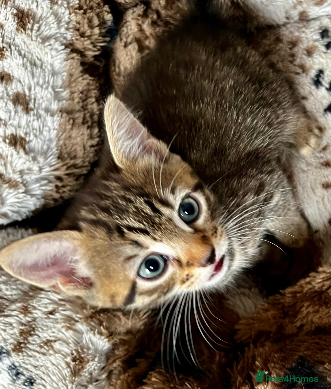 Bengal cats for sale: *1 Sold* 6wks old Sparkly Little Bengal X Kittens in Dorking - Image 8
