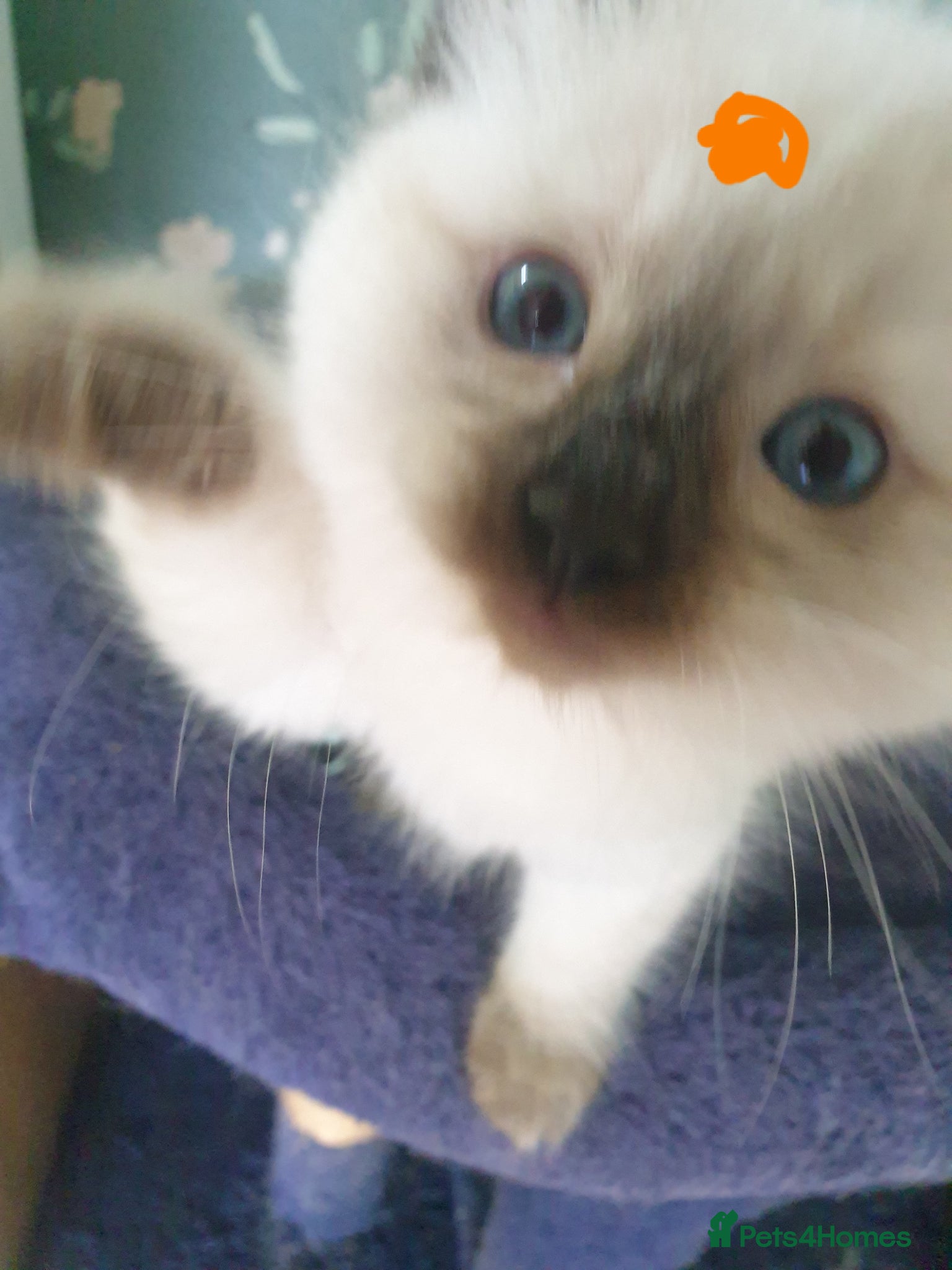 Ragdoll cats for sale: Ragdoll fluffy kittens x 4 chocolate seal point - Advert 13