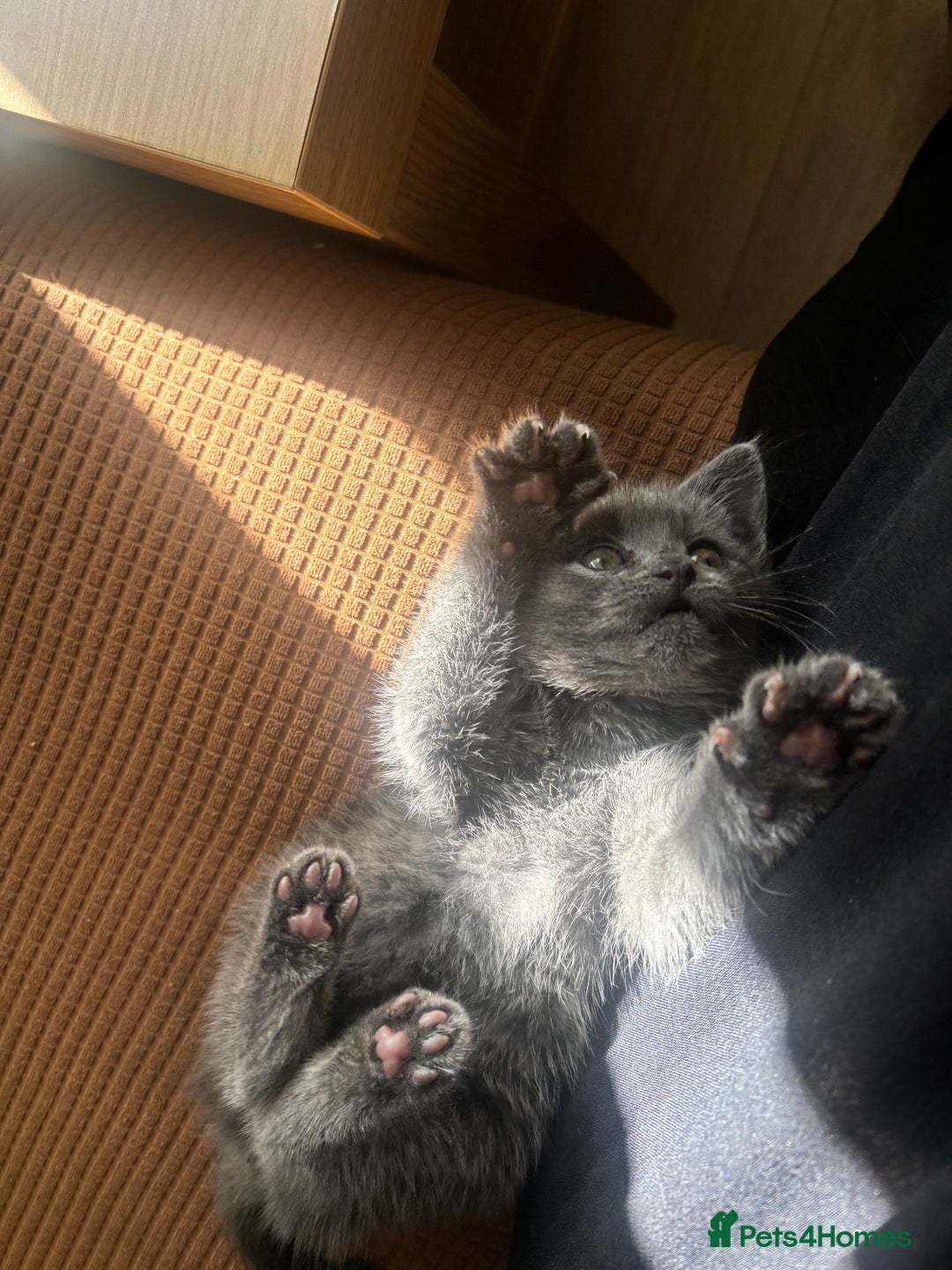 Brazilian Shorthair cats for sale: British short hair x Russian blue  kitten  - Advert 3