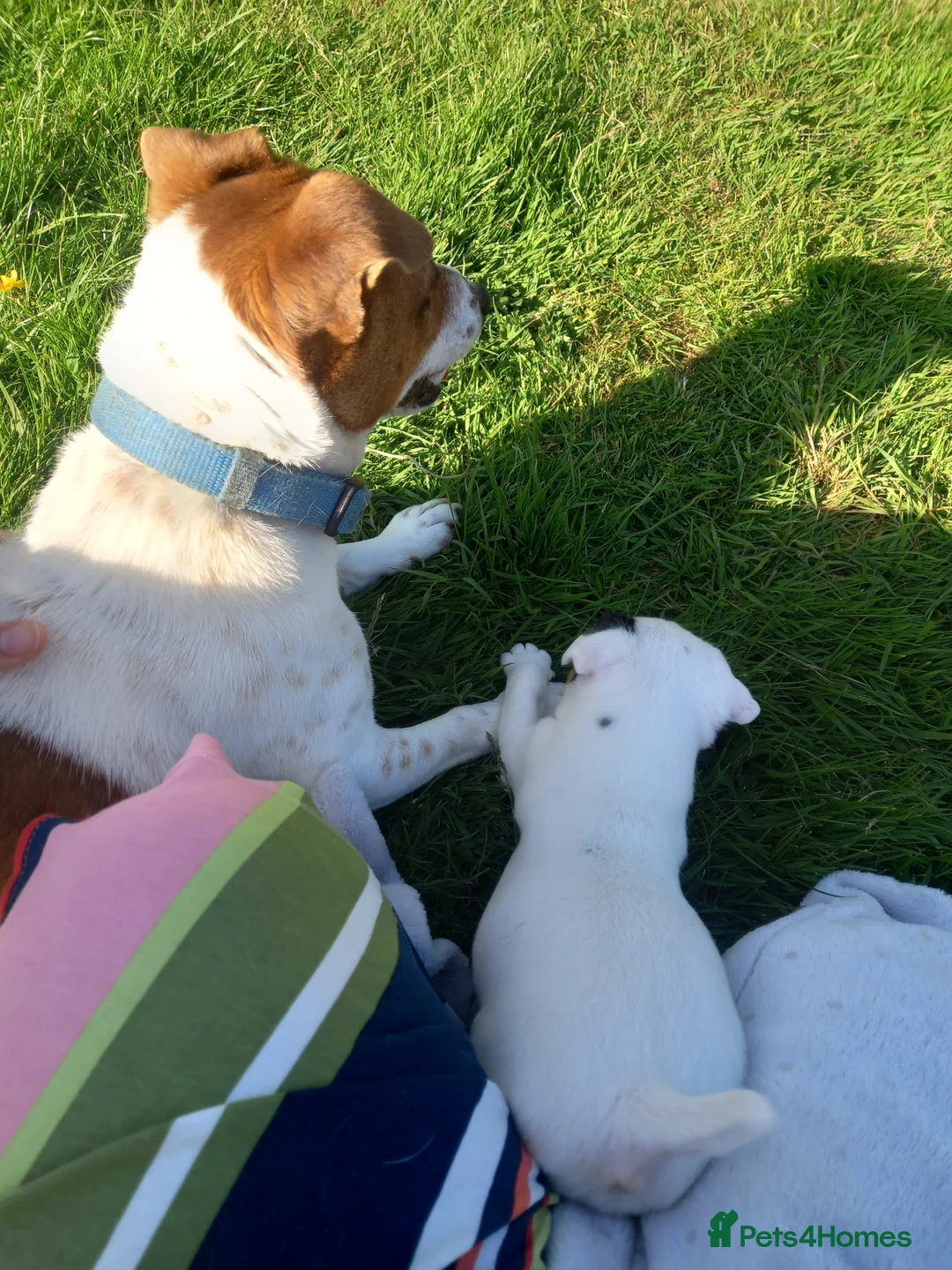 Jack Russell dogs for stud: proven small jackrussell boy for stud only  in Sheerness - Advert 6