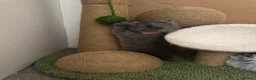 British Shorthair cats for sale: 4 British Shorthair Kittens For Sale - Advert 14