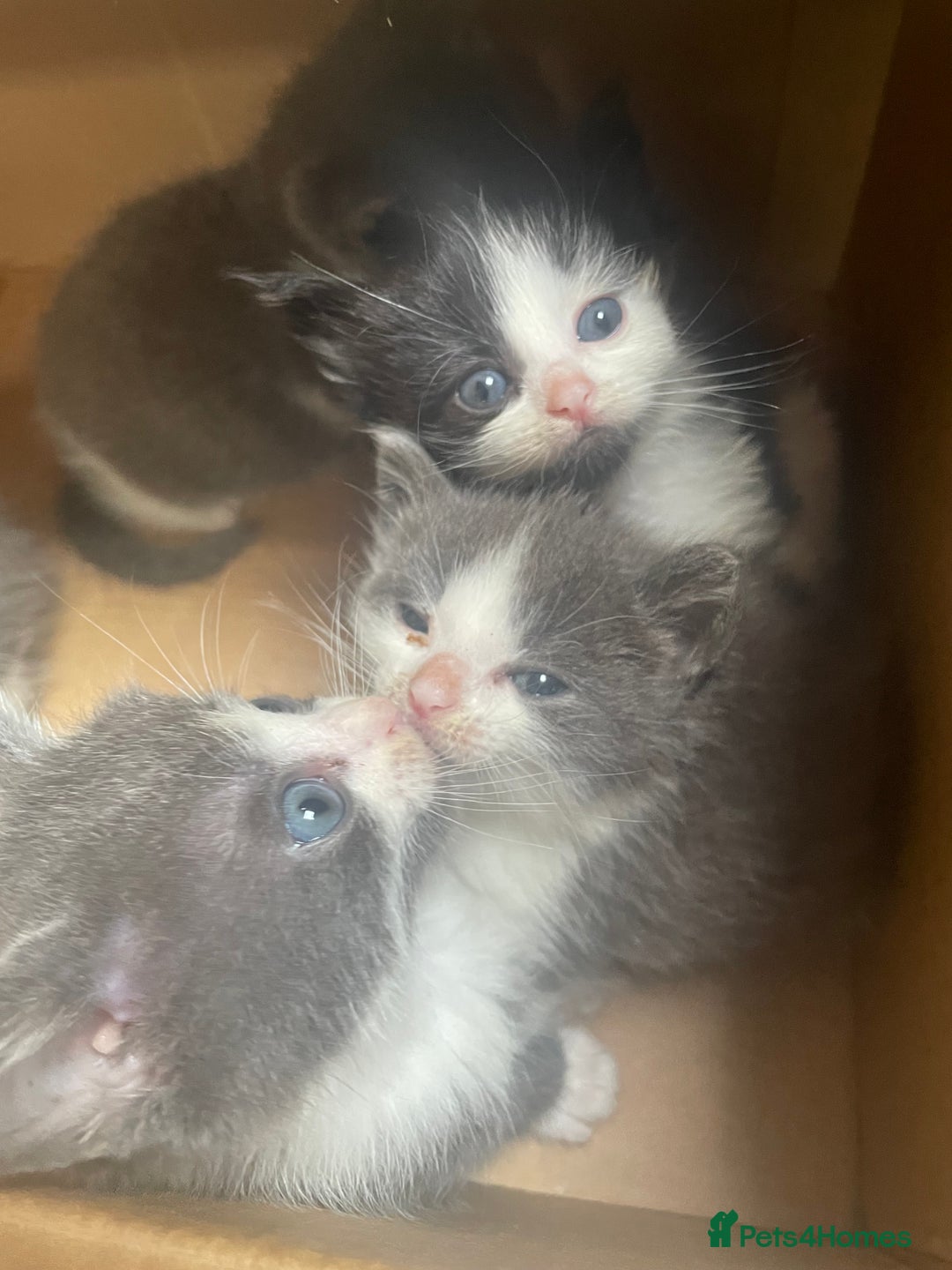 Mixed Breed cats for sale: Grey and white kittens - Image 11