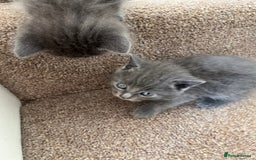 British Shorthair cats for sale: Grey & Black kittens for sale  - Image 9