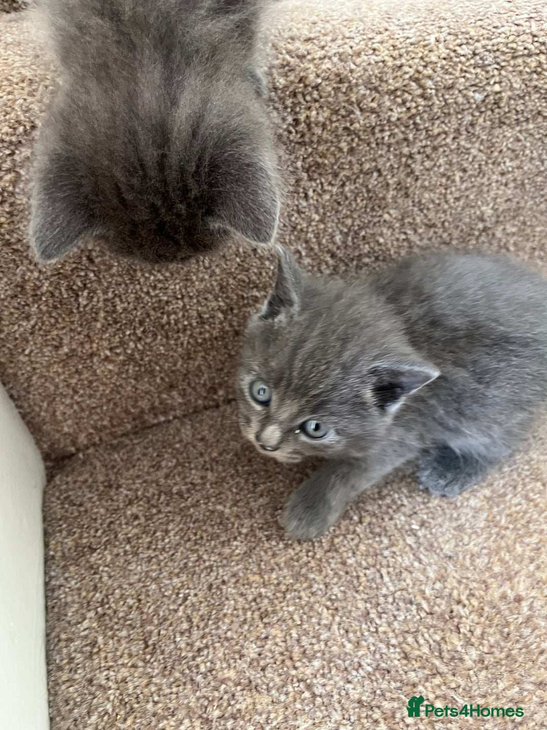 British Shorthair cats for sale: Grey & Black kittens for sale  - Image 9