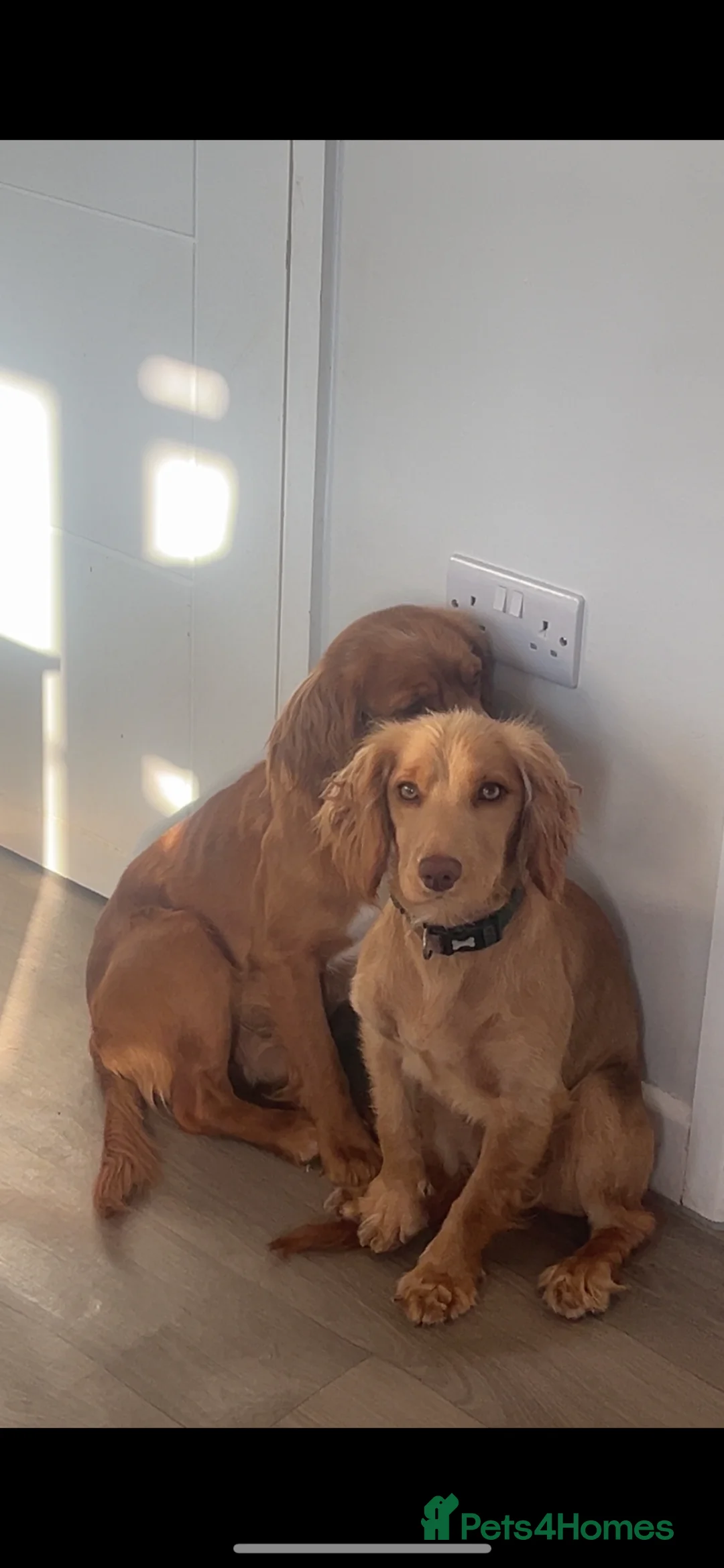 Cocker Spaniel dogs for sale: Purebred cocker spaniels for sale, 3 boys,3 girls  - Advert 2