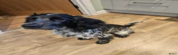 Cocker Spaniel dogs for sale: 7 month old male cocker spaniel  in Beccles - Advert 4
