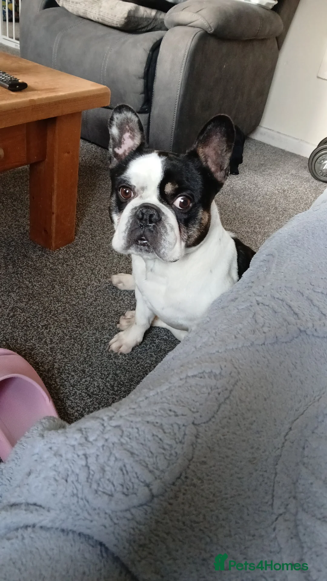 French Bulldog dogs for sale: Beautiful Male French Bulldog - Advert 2