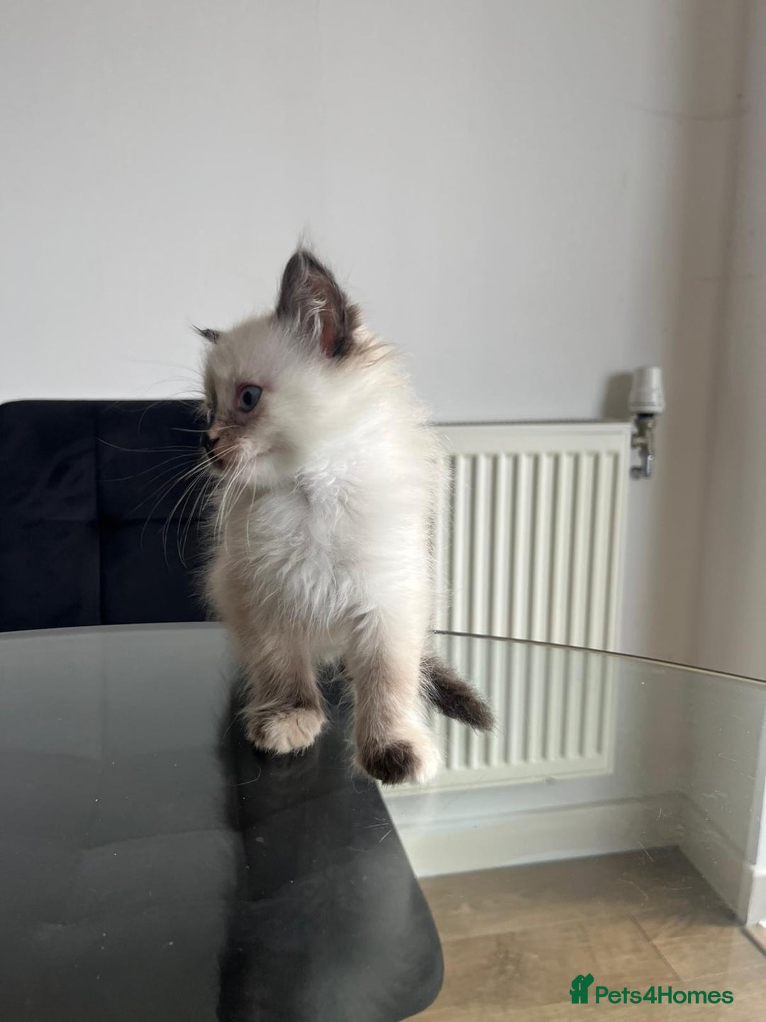 Ragdoll cats for sale: 7 Adorable Ragdoll Kittens Ready for Loving Homes - Advert 9