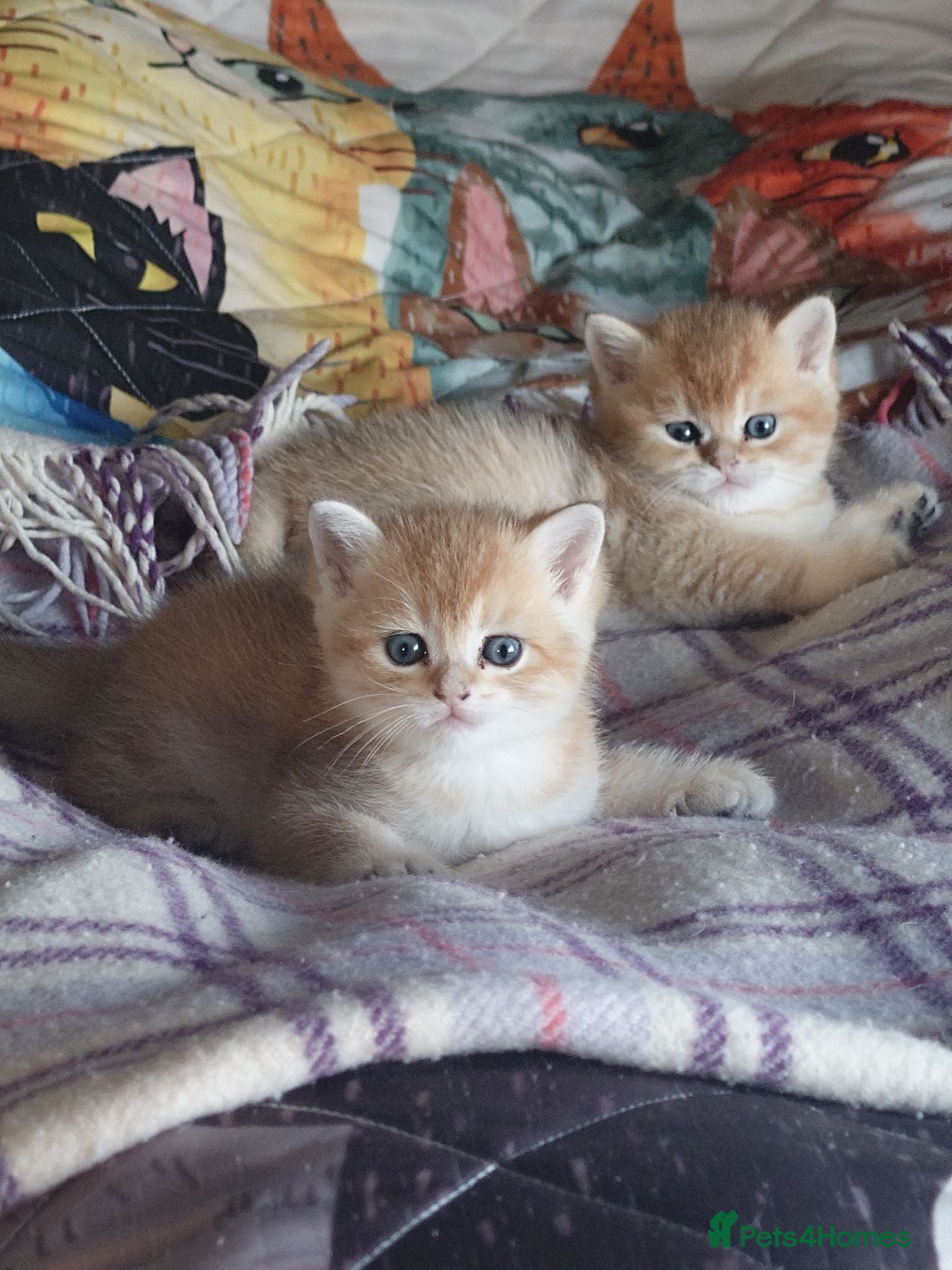 British Shorthair cats Golden boys  - Advert 1