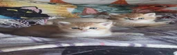 British Shorthair cats for sale: Golden boys  in London - Advert 1