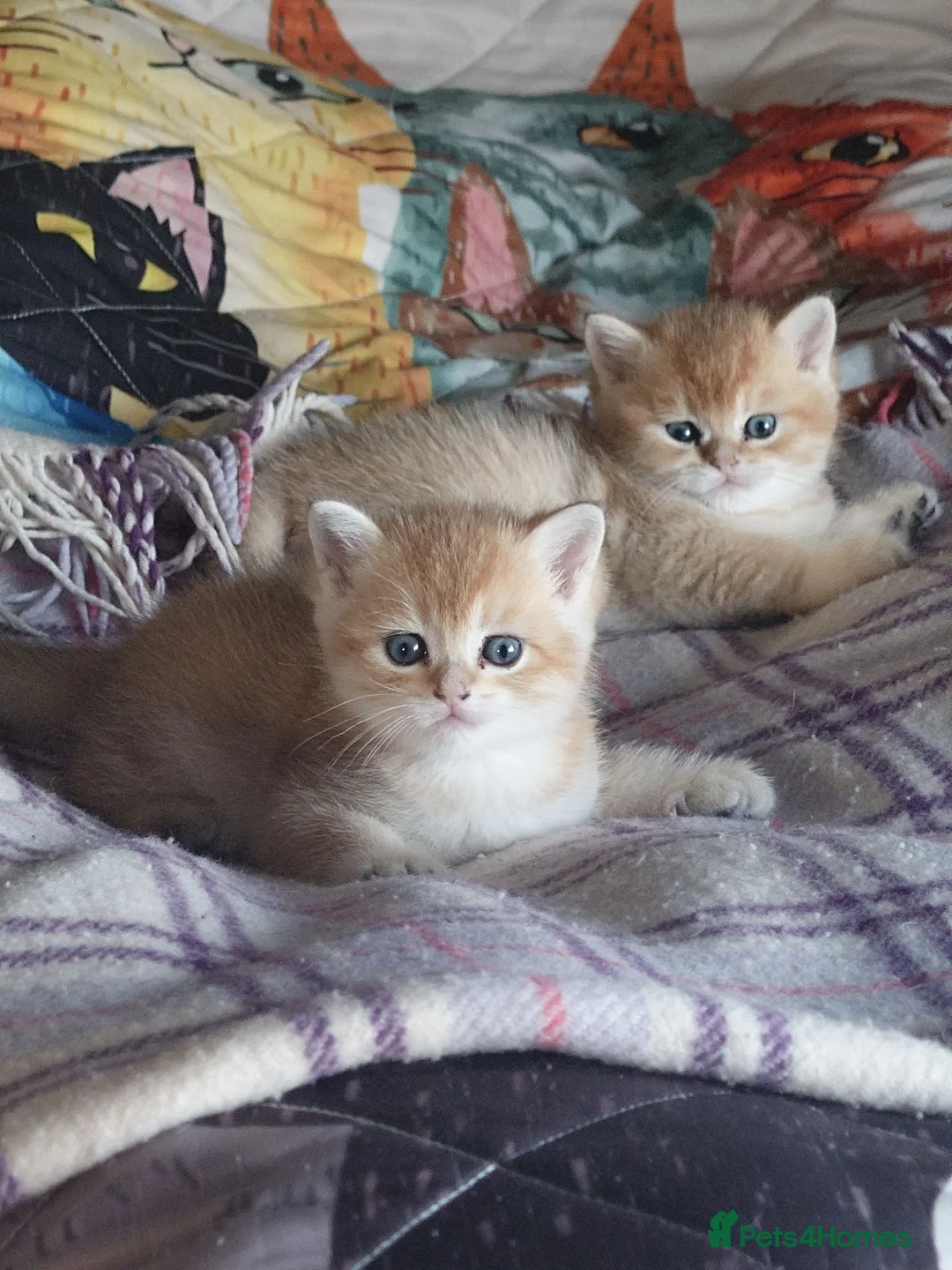 British Shorthair cats for sale: Golden boys  in London - Advert 1