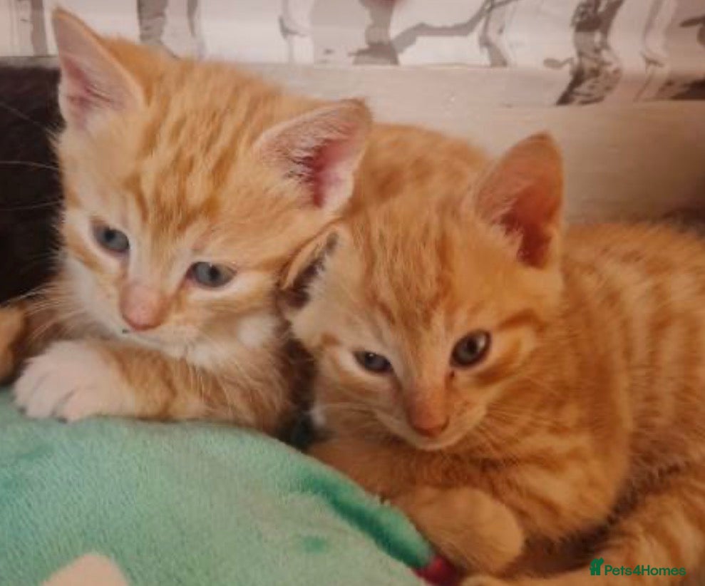 Mixed Breed cats Gorgeous Kittens two left  - Advert 1