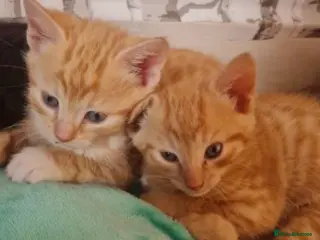 Mixed Breed cats Gorgeous Kittens two left - Advert 3