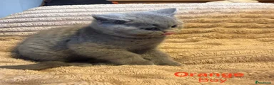 British Shorthair Kitten 1
