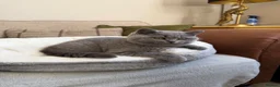 British Shorthair cats for sale: GCCF blue female now available... - Advert 10