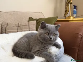 British Shorthair cats GCCF blue female now available... - Advert 5